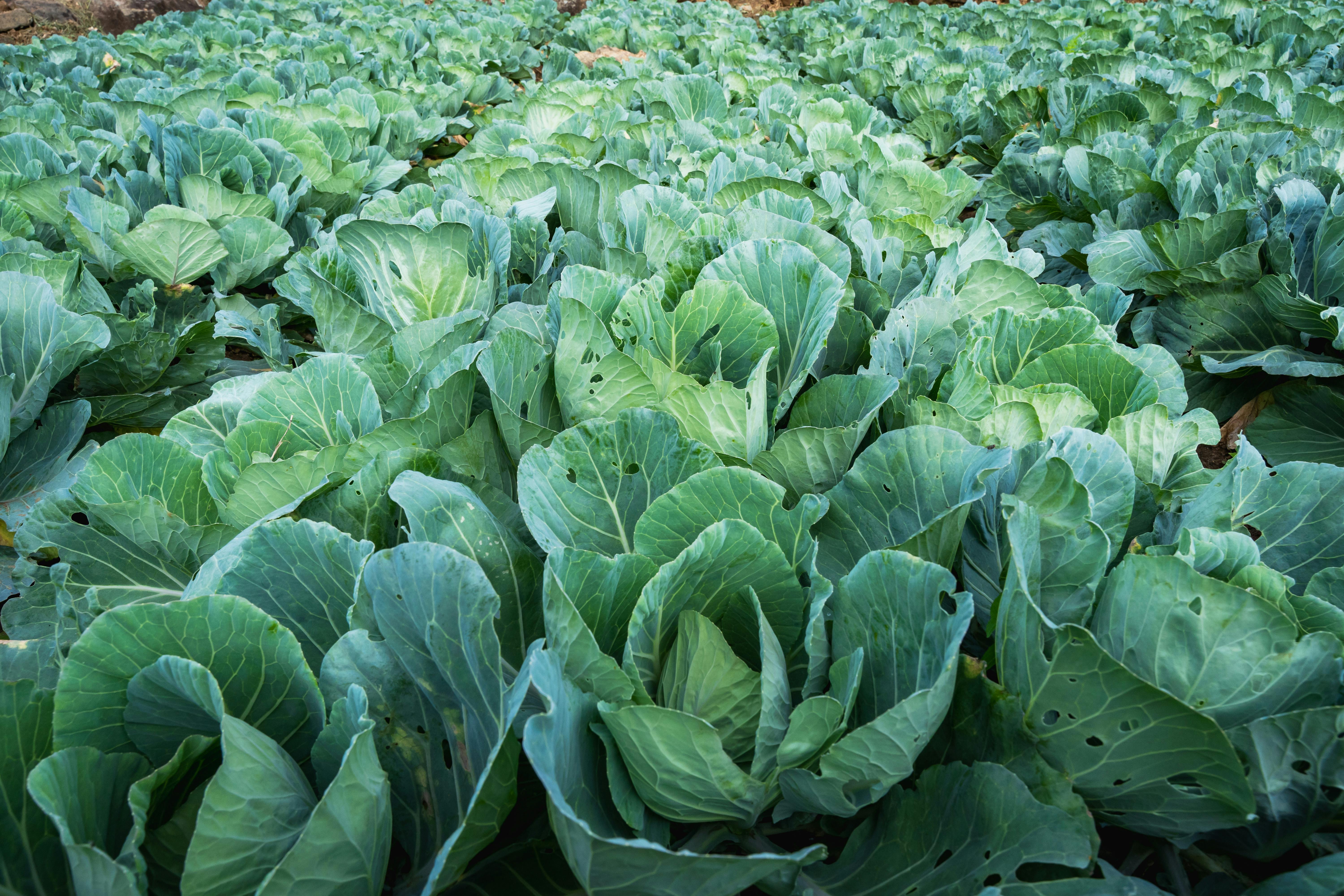 Organic Spinach