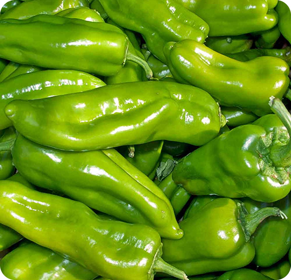 Green Pepper
