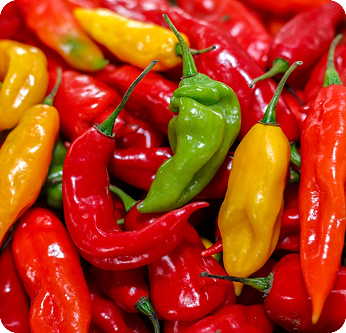 Red Pepper