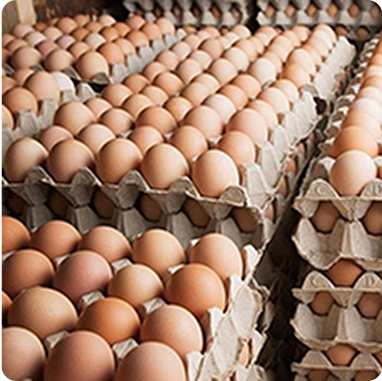 Fresh Eggs